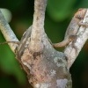Lepojester pestry - Calotes versicolor - Oriental Garden Lizard o0640